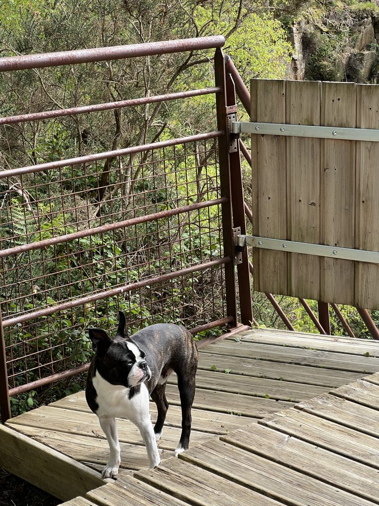 Séjour avec un chien à Carrière Sauvage à Pont-Aven en Bretagne Sud