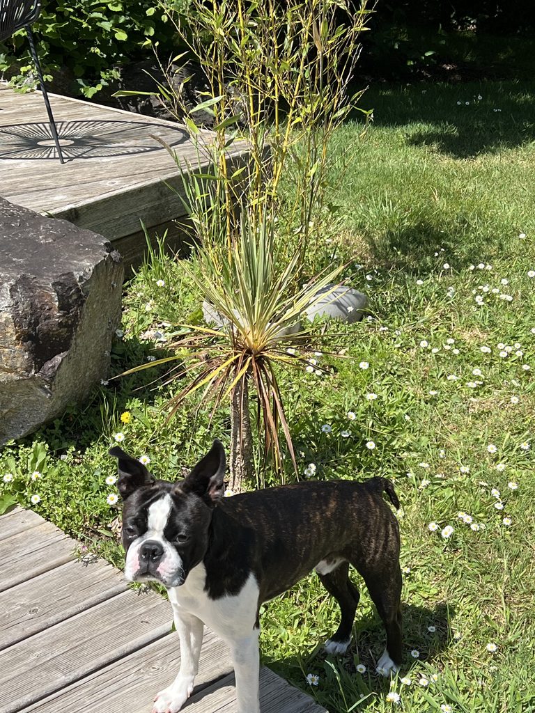 Séjour avec un chien en Bretagne Sud à Carrière Sauvage