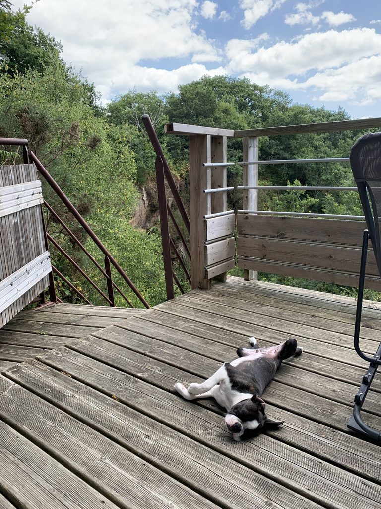 Vacances avec son chien dans une cabane nature en Bretagne Sud