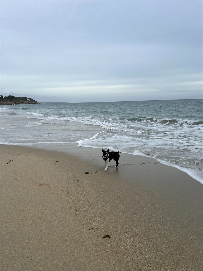 Balade avec un chien sur le littoral du Finistère Sud
