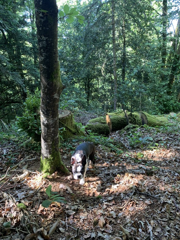 Promenade avec un chien à Pont-Aven en Bretagne Sud