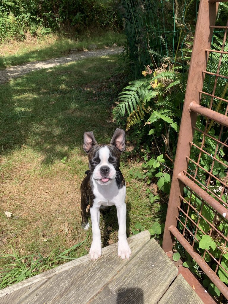 Chien sur les chemins du domaine Carrière Sauvage à Pont-Aven